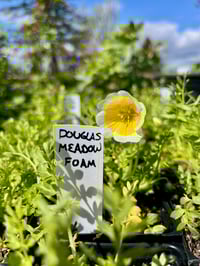 Image 3 of Douglas Meadowfoam : Limnanthes douglasii