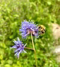 Image 1 of Globe Gilia : Gilia capitata