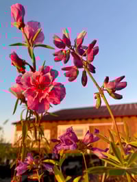 Image 2 of Farewell-to-Spring : Clarkia amoena