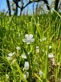 Image 1 of Baby Blue Eyes : Nemophila menziesii