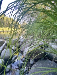 Image 1 of Slough sedge : Carex obnupta