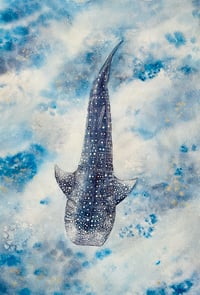 Image 1 of Whale shark #2