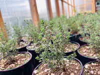 Live Plants - Culinary Herbs