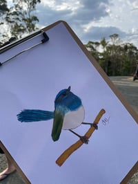Image 2 of Wren Watercolour workshop - Sunday 25th May