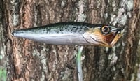 Image 2 of SPEEDBAITS Custom Airbrushed Topwater Popper V3