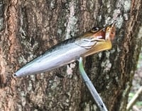 Image 3 of SPEEDBAITS Custom Airbrushed Topwater Popper V3