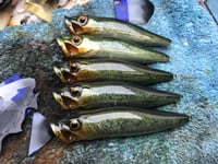 Image 5 of SPEEDBAITS Custom Airbrushed Topwater Popper V3
