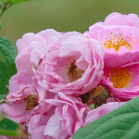 Rose Water / Agua de Rosas
