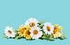 daisy spray print