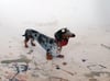 Dachshund, cartoon style figure (Custom Paintwork)