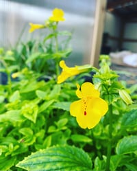 Image 1 of Live Plants - PNW Natives