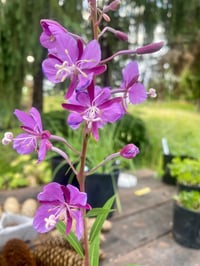 Image 2 of Live Plants - PNW Natives