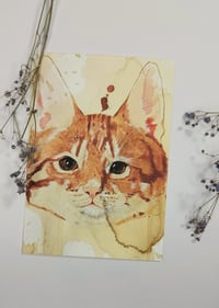 Cat postcard