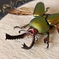 Image 2 of Saw-Tooth Beetle