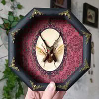 Metallic Stag Beetle