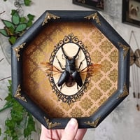 Giraffe Stag Beetle