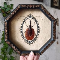 Violin Beetle