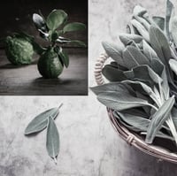Italian bergamot + Sage