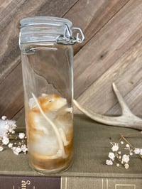 Image 1 of Orange and White Mouse