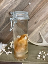 Image 4 of Orange and White Mouse