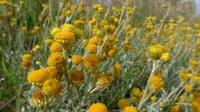 Image 1 of Chrysocephalum apiculatum – Yellow Buttons