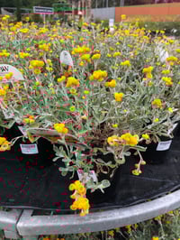 Image 2 of Chrysocephalum apiculatum – Yellow Buttons