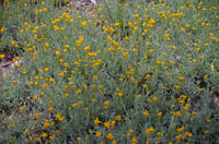 Image 3 of Chrysocephalum apiculatum – Yellow Buttons