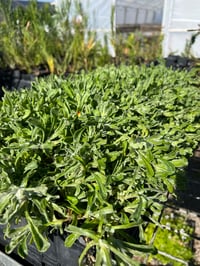 Image 4 of Chrysocephalum apiculatum – Yellow Buttons