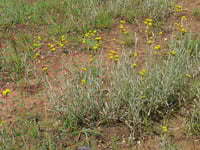 Image 5 of Chrysocephalum apiculatum – Yellow Buttons