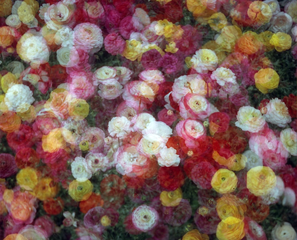 Image of Into Sugars, 2nd Ed.