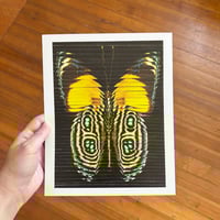 Image 1 of Butterfly Collage Print