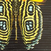 Image 2 of Butterfly Collage Print