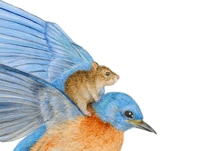 Image 2 of Blue Bird and Friend Giclée Art Print 10"x8", 7"x5"