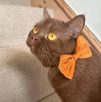 Image 2 of Burnt Orange Velvet Touch Satin Bow 