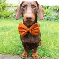 Image 4 of Burnt Orange Velvet Touch Satin Bow 