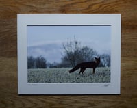 Image 2 of The Glance - a4 Print.