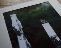 Image 4 of Robin's Rest - a4 Print.