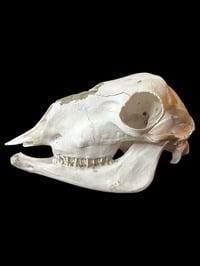 Image 2 of sheep skull