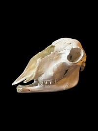 Image 3 of sheep skull