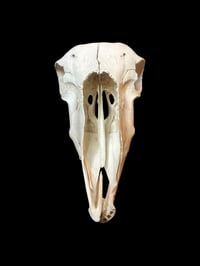 Image 4 of sheep skull