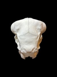 Image 5 of sheep skull