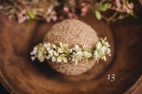 Image 12 of Spring/summer halos