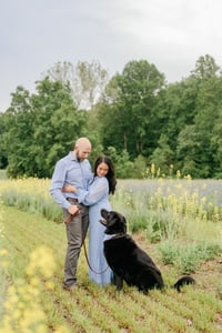 Image 2 of Goldpedal Farm Mini's