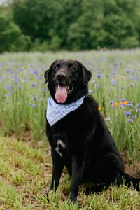 Image 5 of Goldpedal Farm Mini's