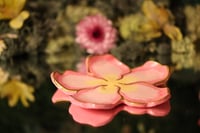 Image 3 of Bloom