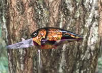 Image 5 of SPEEDBAITS Custom Airbrushed RAPALA WIGGLE WART CLONE GT CRAW