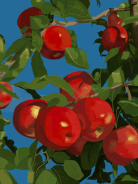 Apples