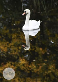 Image 1 of Reflect - a4 Print.