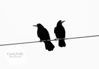 Image 1 of The Silent Treatment - a4 Print.