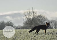 Image 1 of The Glance - a4 Print.